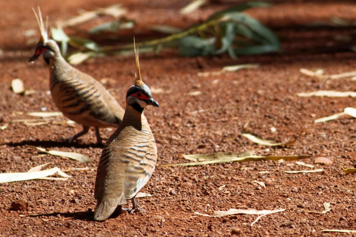 Spinifex Pigeon - ML637864980