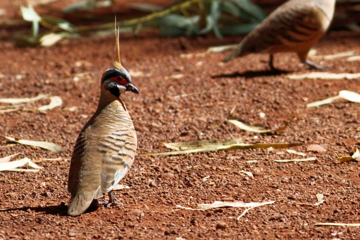 Spinifex Pigeon - ML637864982
