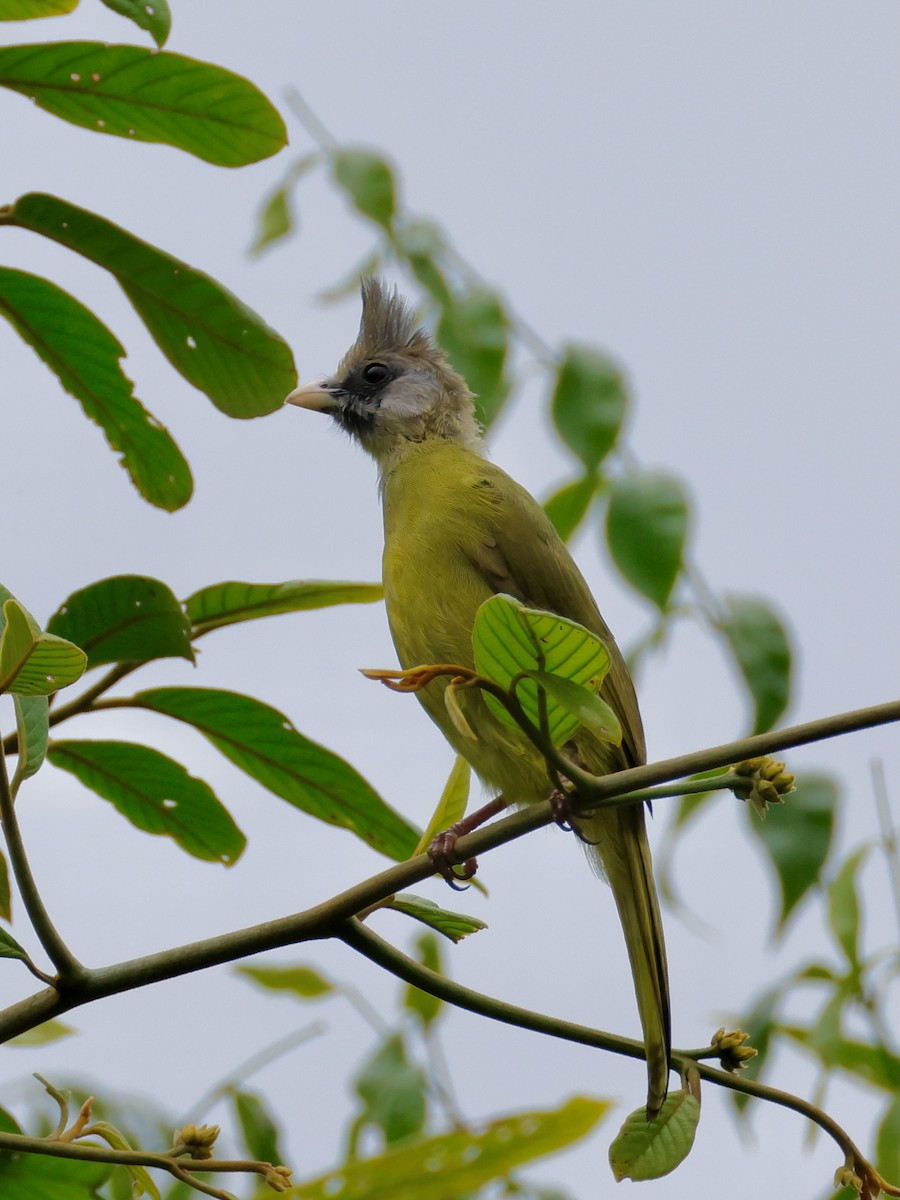Crested Finchbill - ML637865004