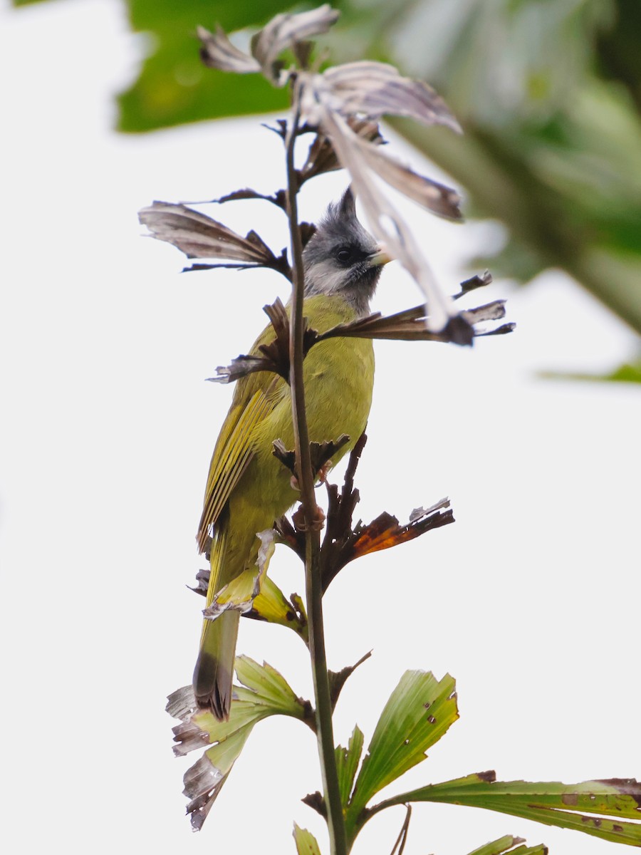 Crested Finchbill - ML637865005