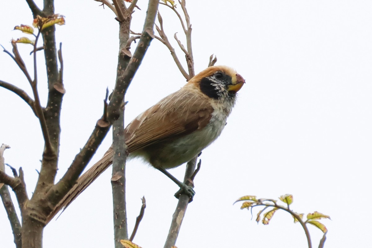 Spot-breasted Parrotbill - ML637865023