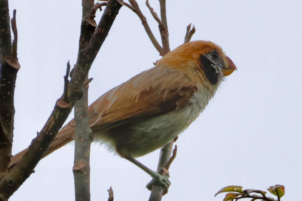 Spot-breasted Parrotbill - ML637865024