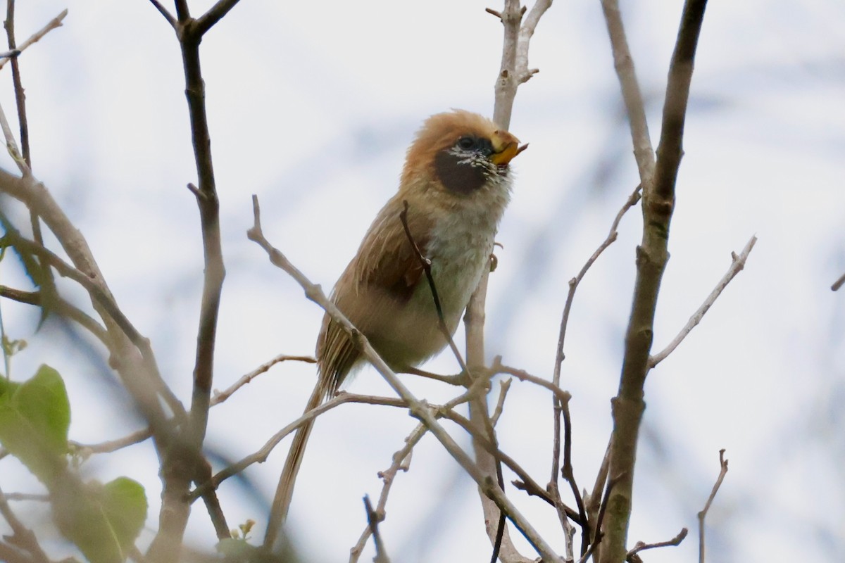 Spot-breasted Parrotbill - ML637865025