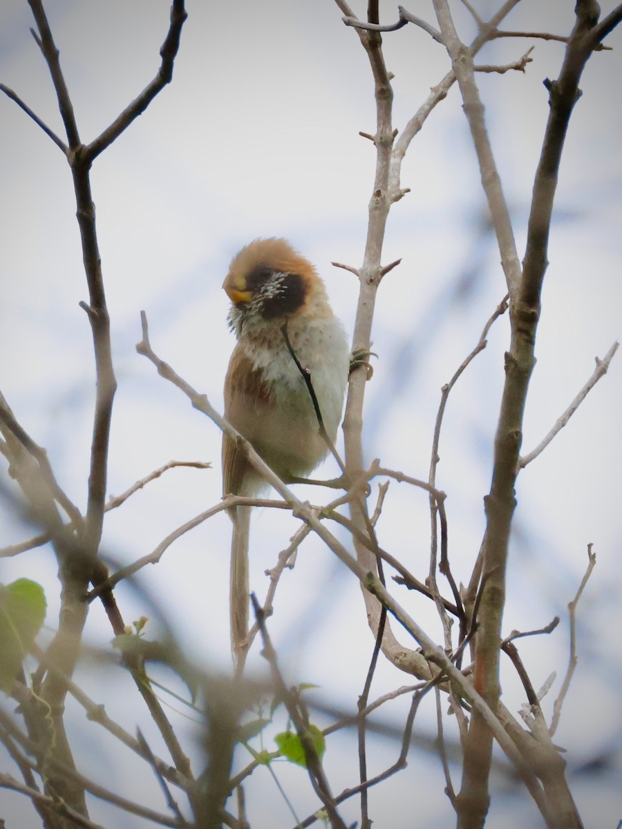 Spot-breasted Parrotbill - ML637865026