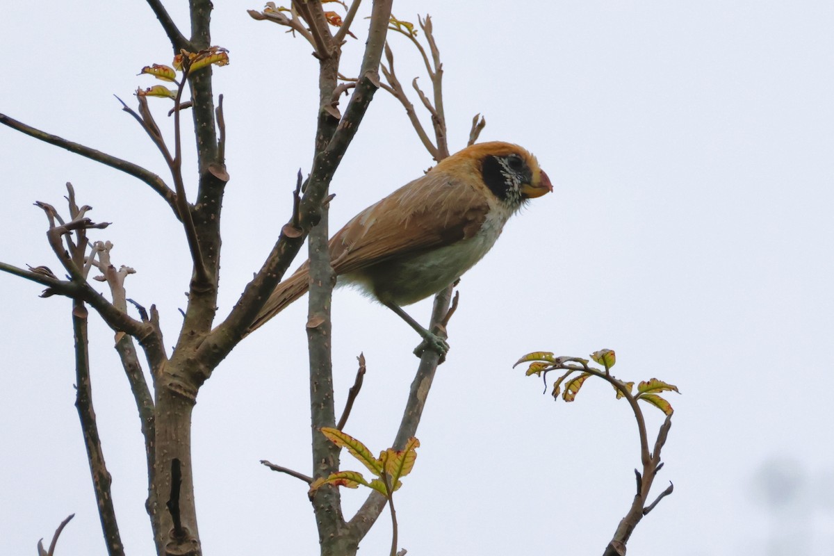 Spot-breasted Parrotbill - ML637865027