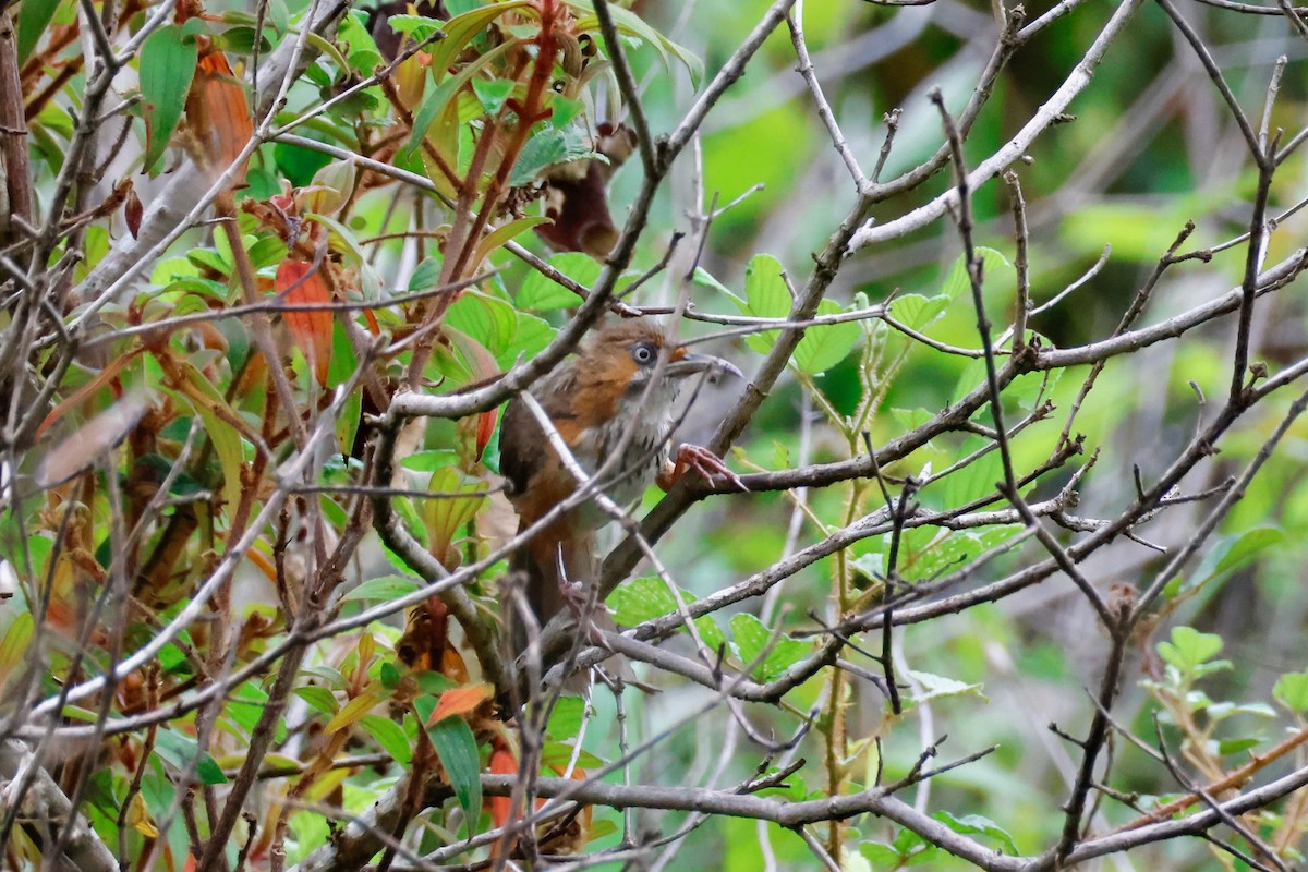 Black-streaked Scimitar-Babbler - ML637865035