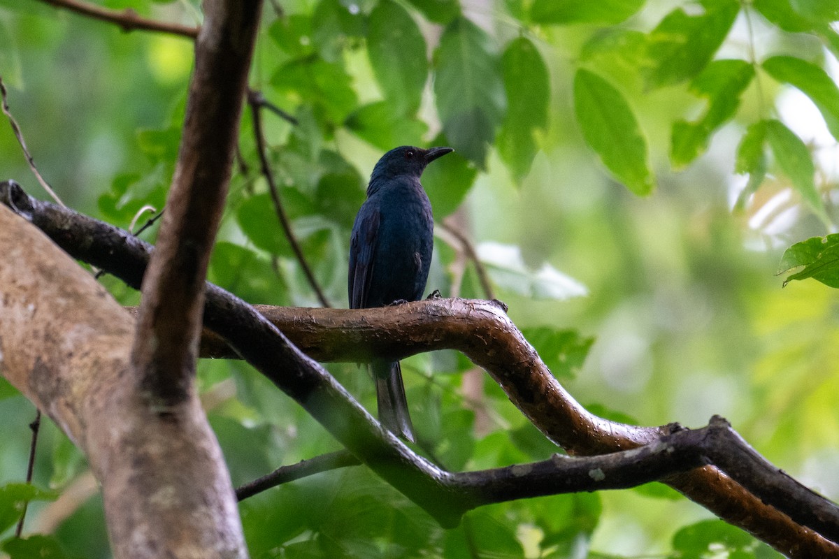 Asian Fairy-bluebird - ML637865050