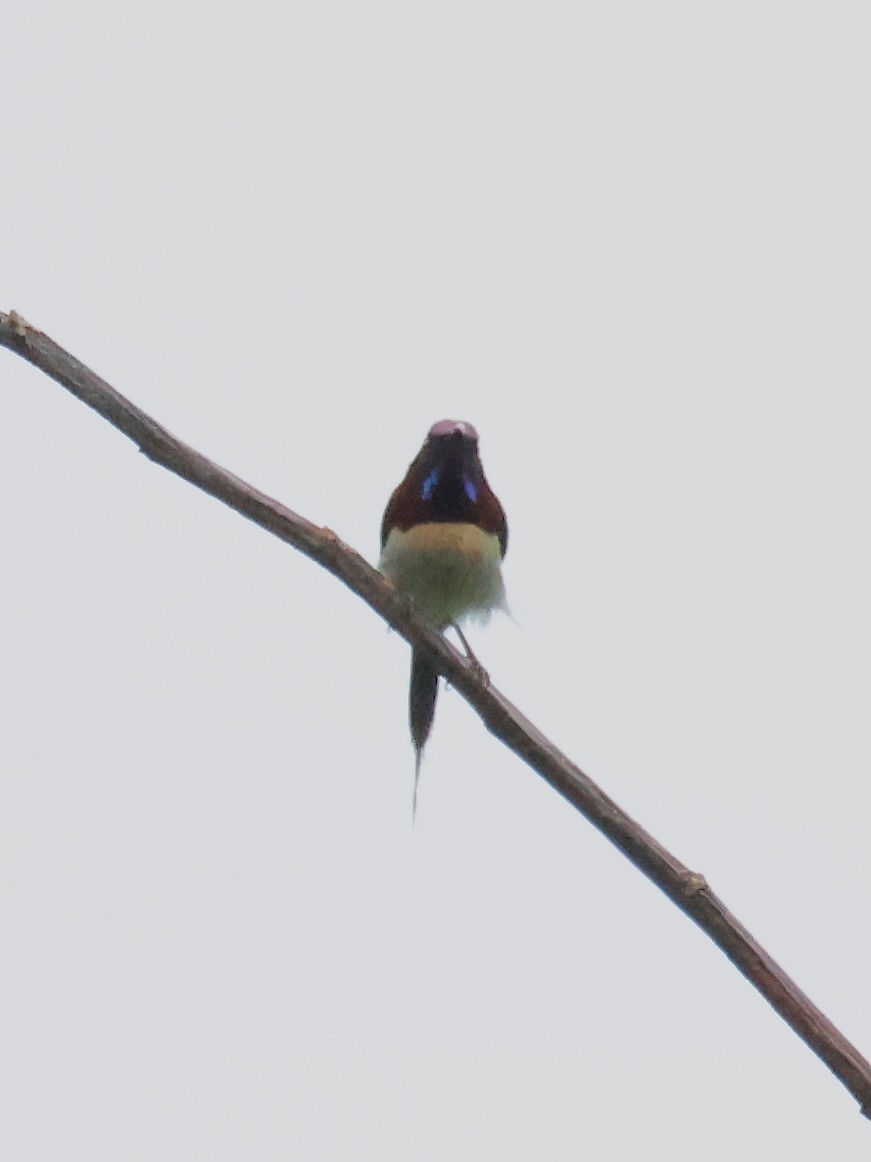 Schwarzkehl-Nektarvogel - ML637865052
