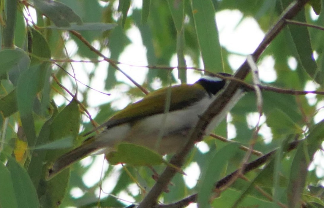 White-throated Honeyeater - ML637865170