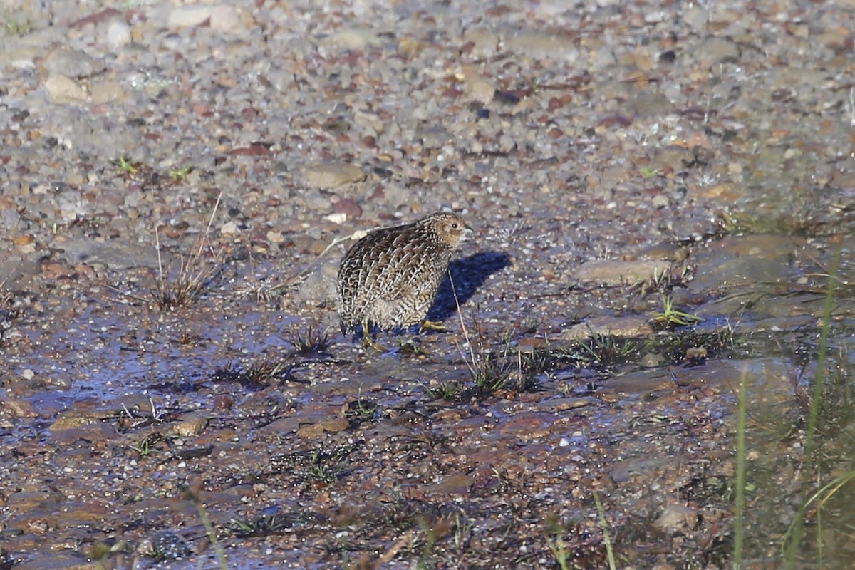 Brown Quail - ML637865306