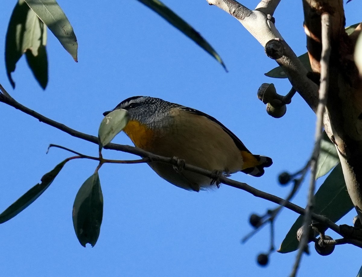 Spotted Pardalote - ML637865319
