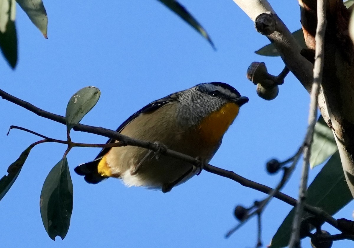Spotted Pardalote - ML637865320