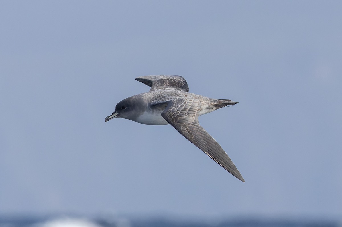 Gray Petrel - ML637865328