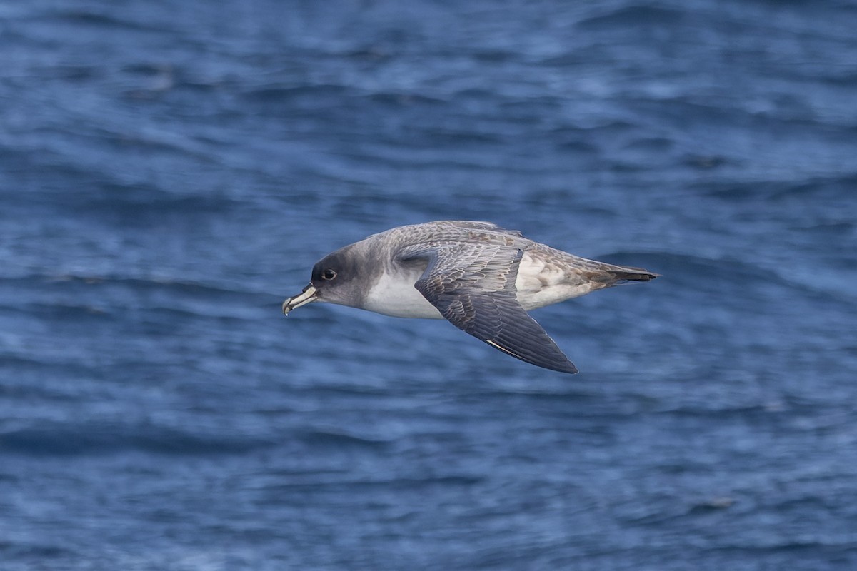 Gray Petrel - ML637865329