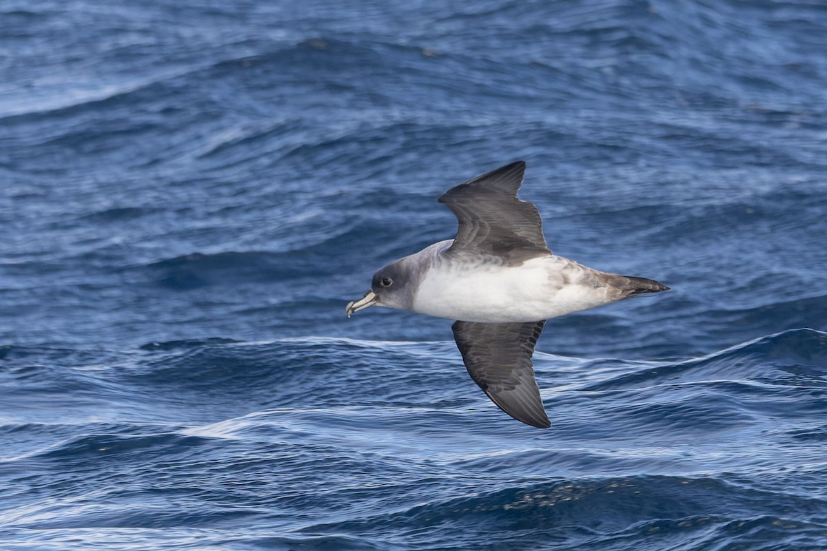Gray Petrel - ML637865330