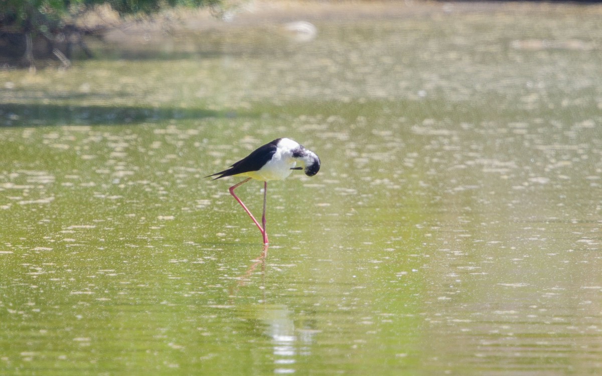 Black-winged Stilt - ML637865345