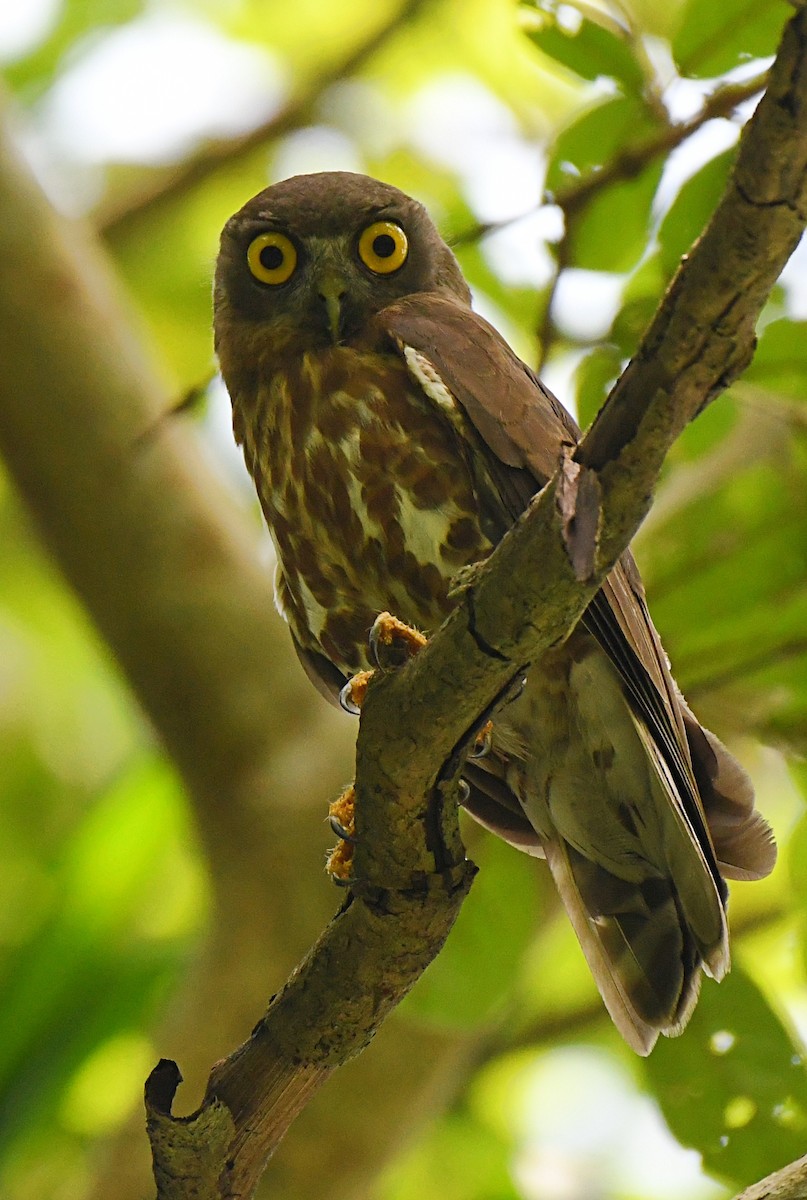 Brown Boobook - ML637865388