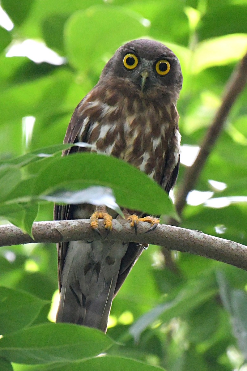 Brown Boobook - ML637865390