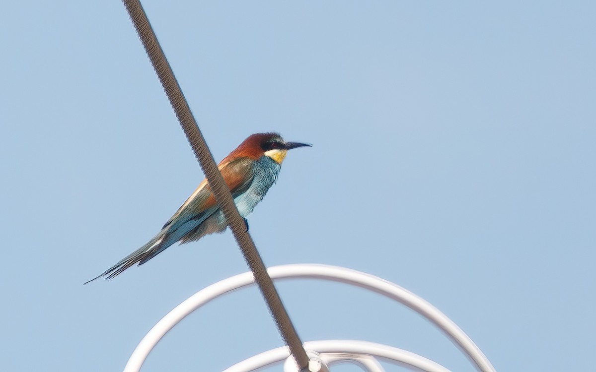 European Bee-eater - ML637865396