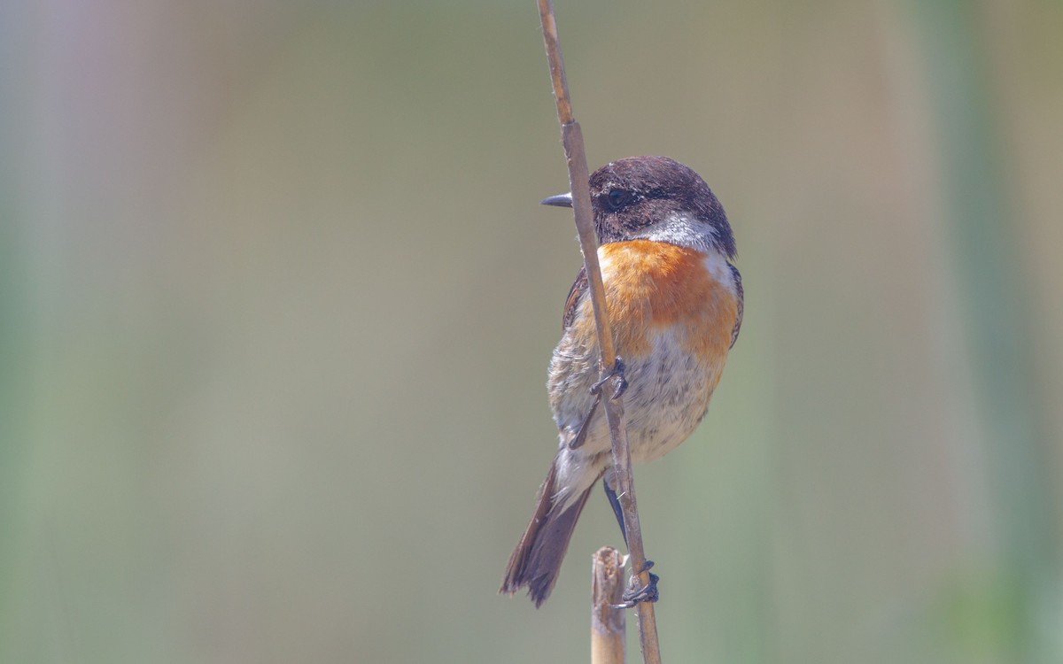 European Stonechat - ML637865431