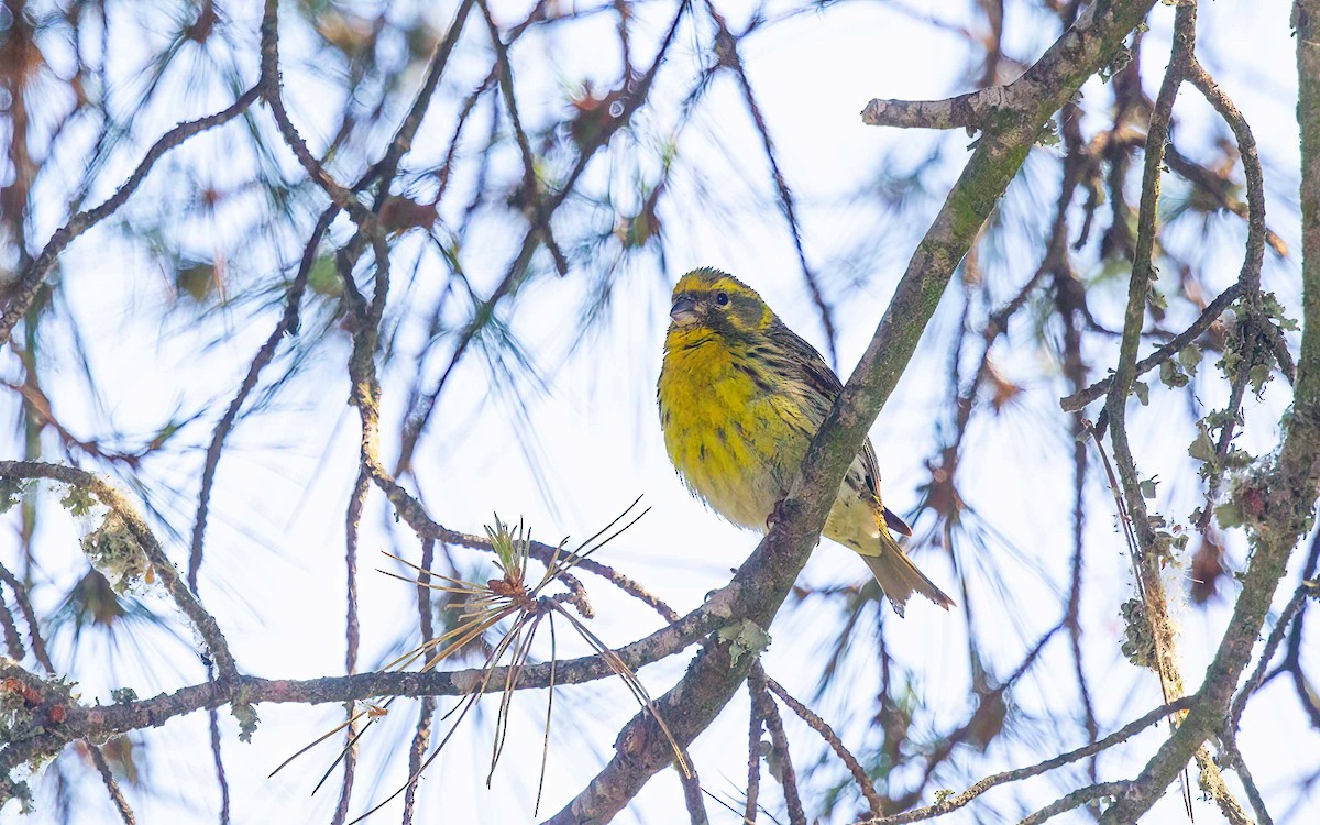European Serin - ML637865504