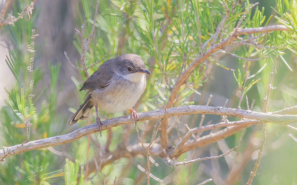 Sardinian Warbler - ML637865533