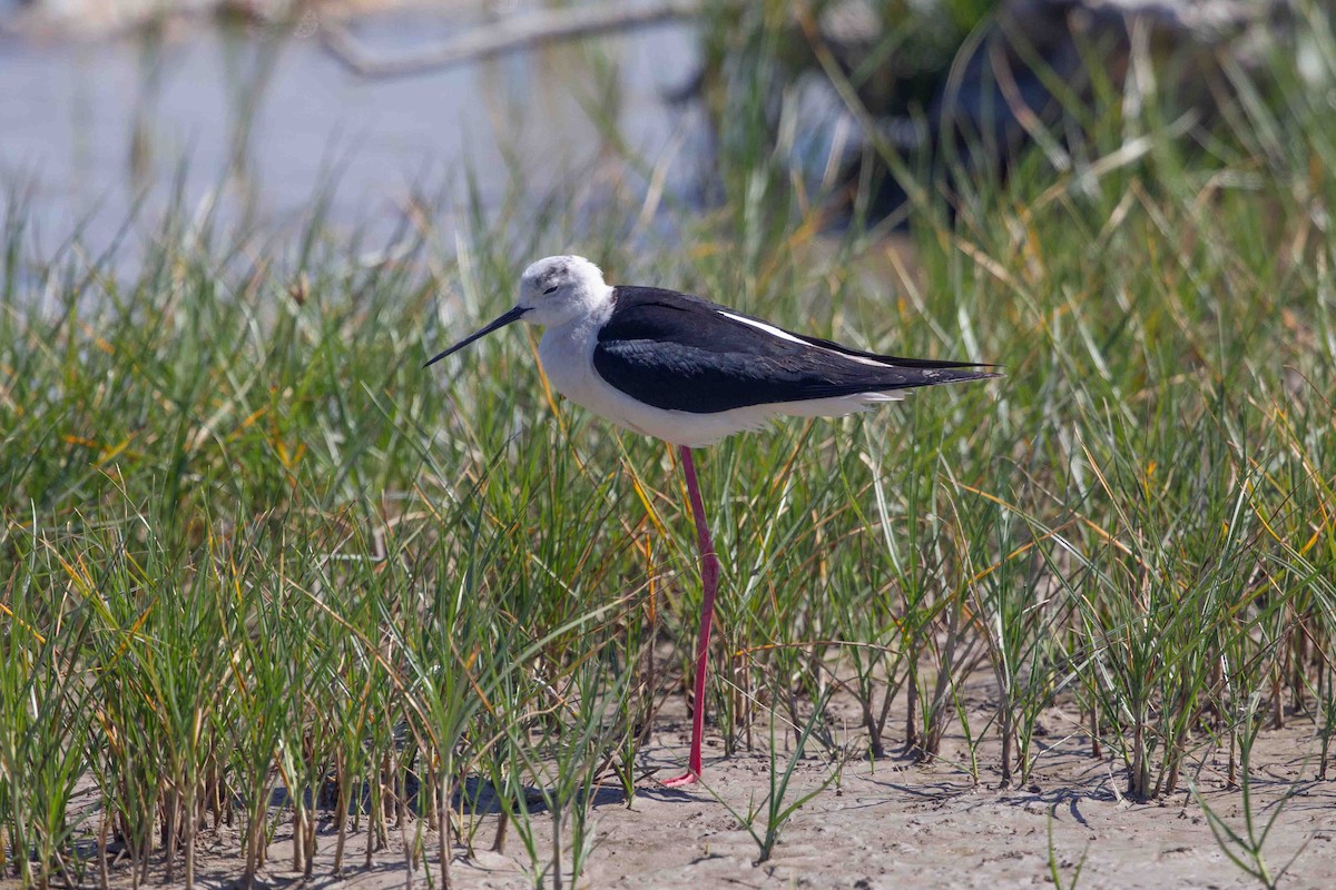 Black-winged Stilt - ML637865547