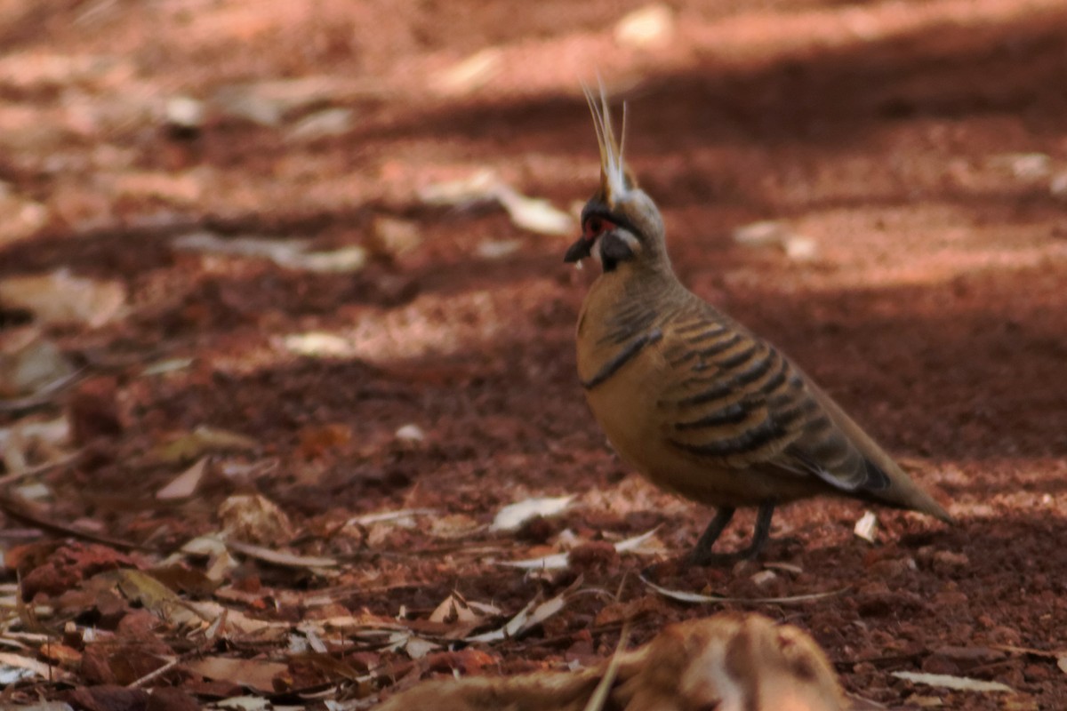 Spinifex Pigeon - ML637865562