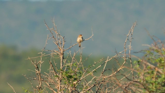 Rattling Cisticola - ML637865584