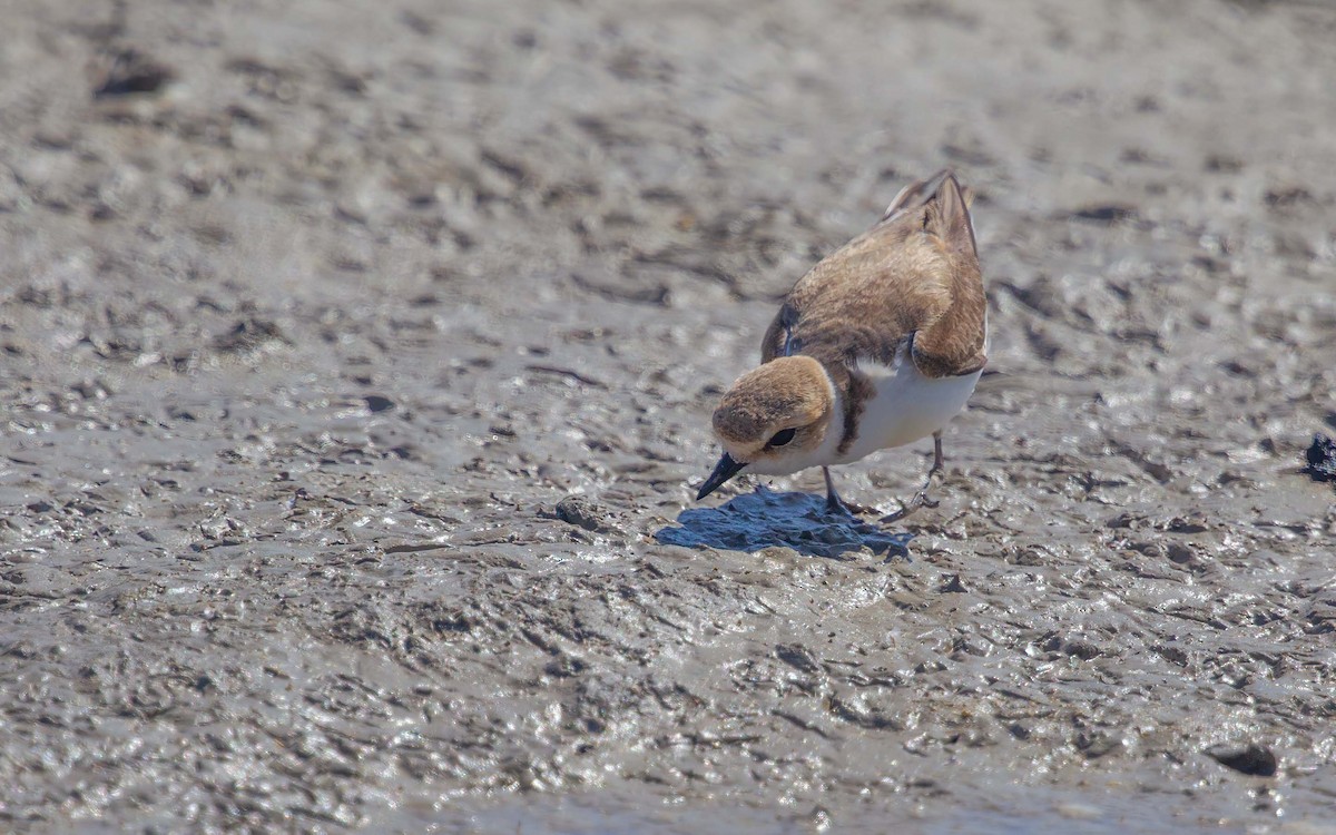 Kentish Plover - ML637865599