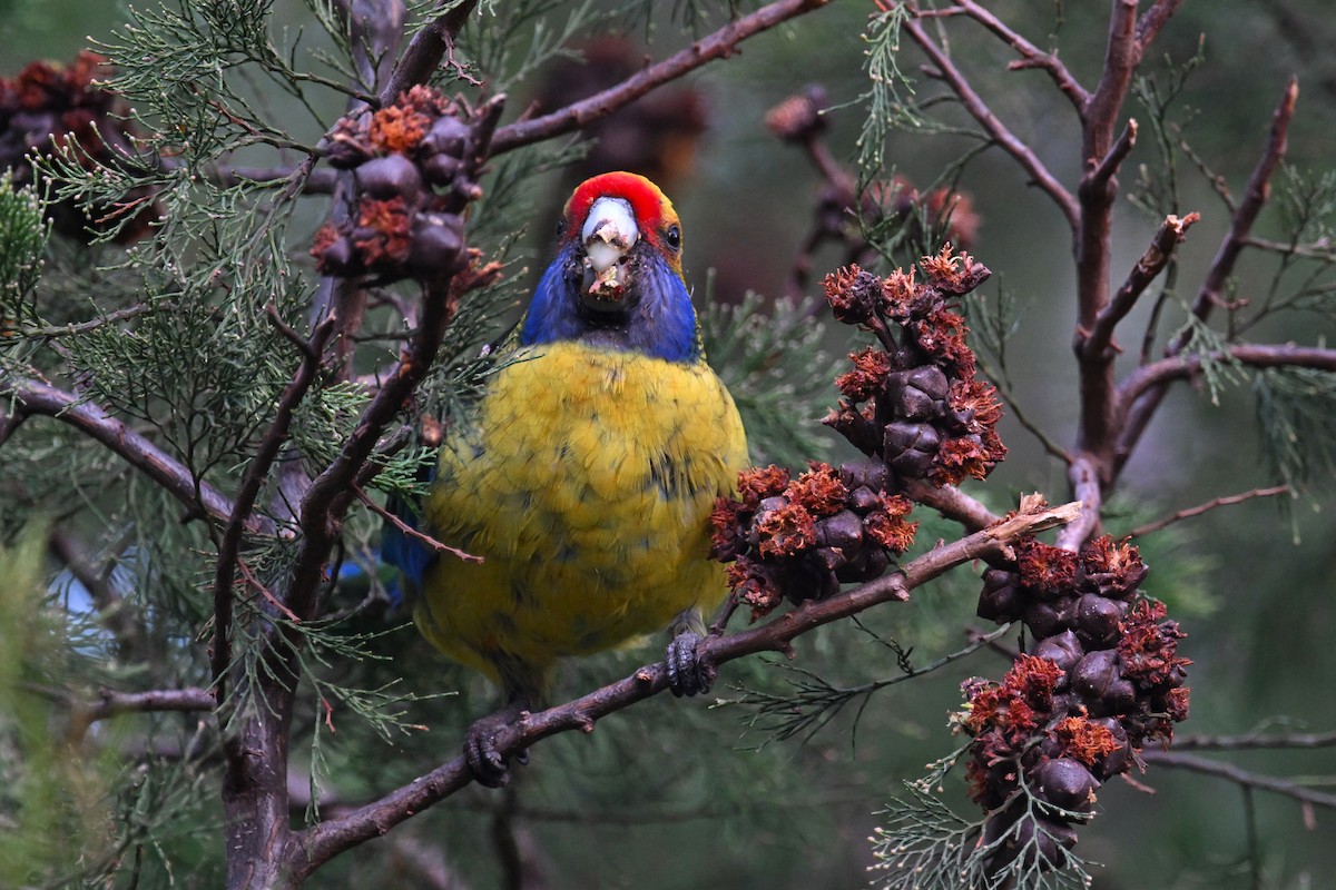 アカビタイキクサインコ - ML637865613