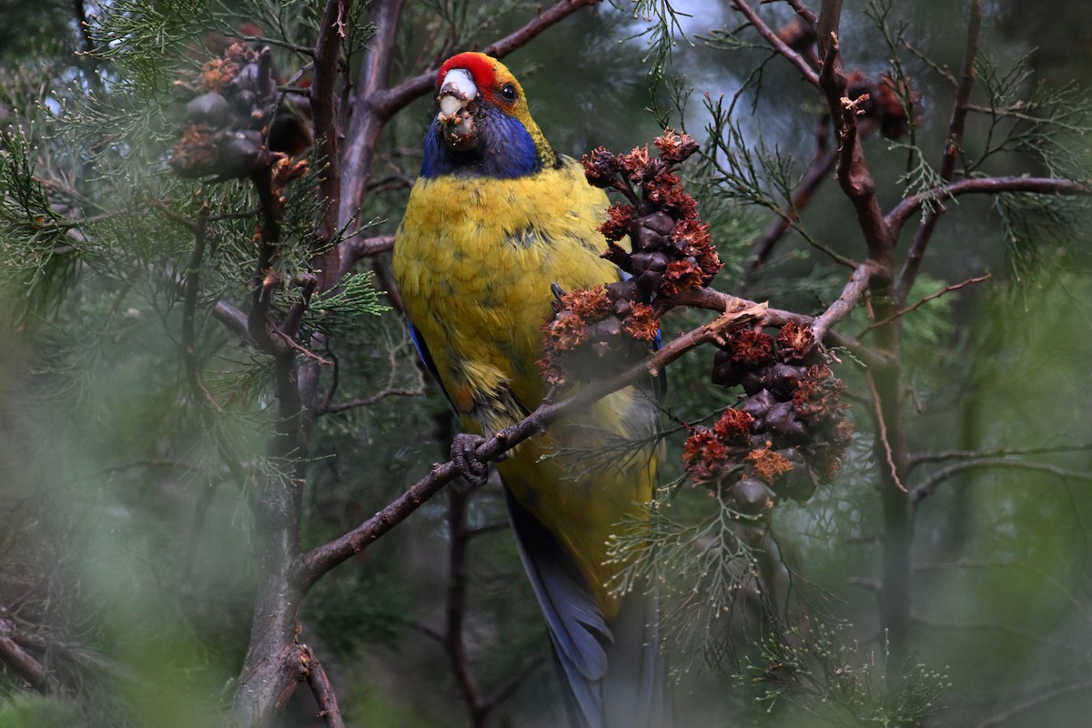 アカビタイキクサインコ - ML637865614