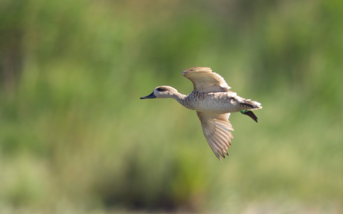 Marbled Duck - ML637865626