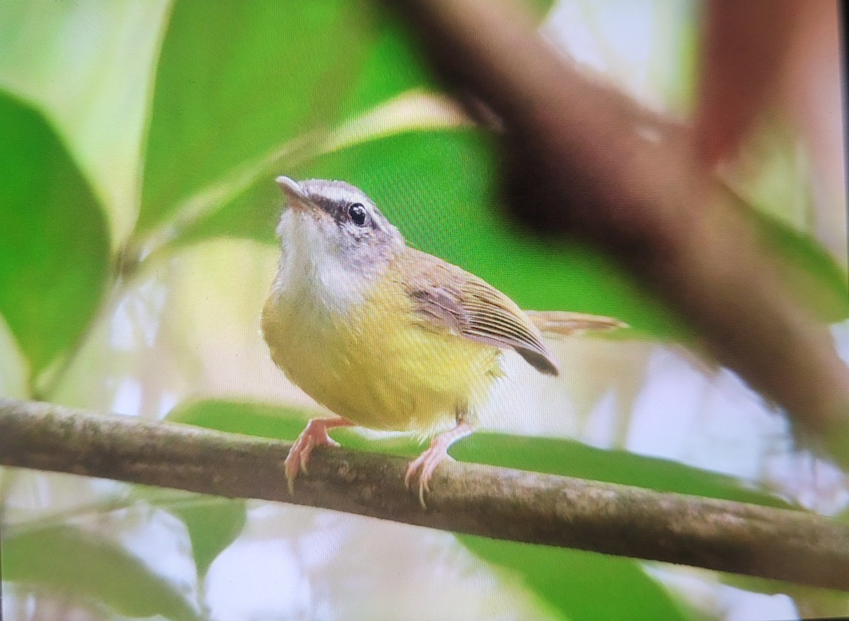 Yellow-bellied Warbler - ML637865637