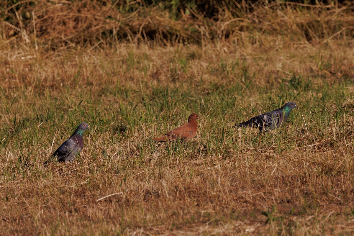 Pigeon biset (forme domestique) - ML637865696