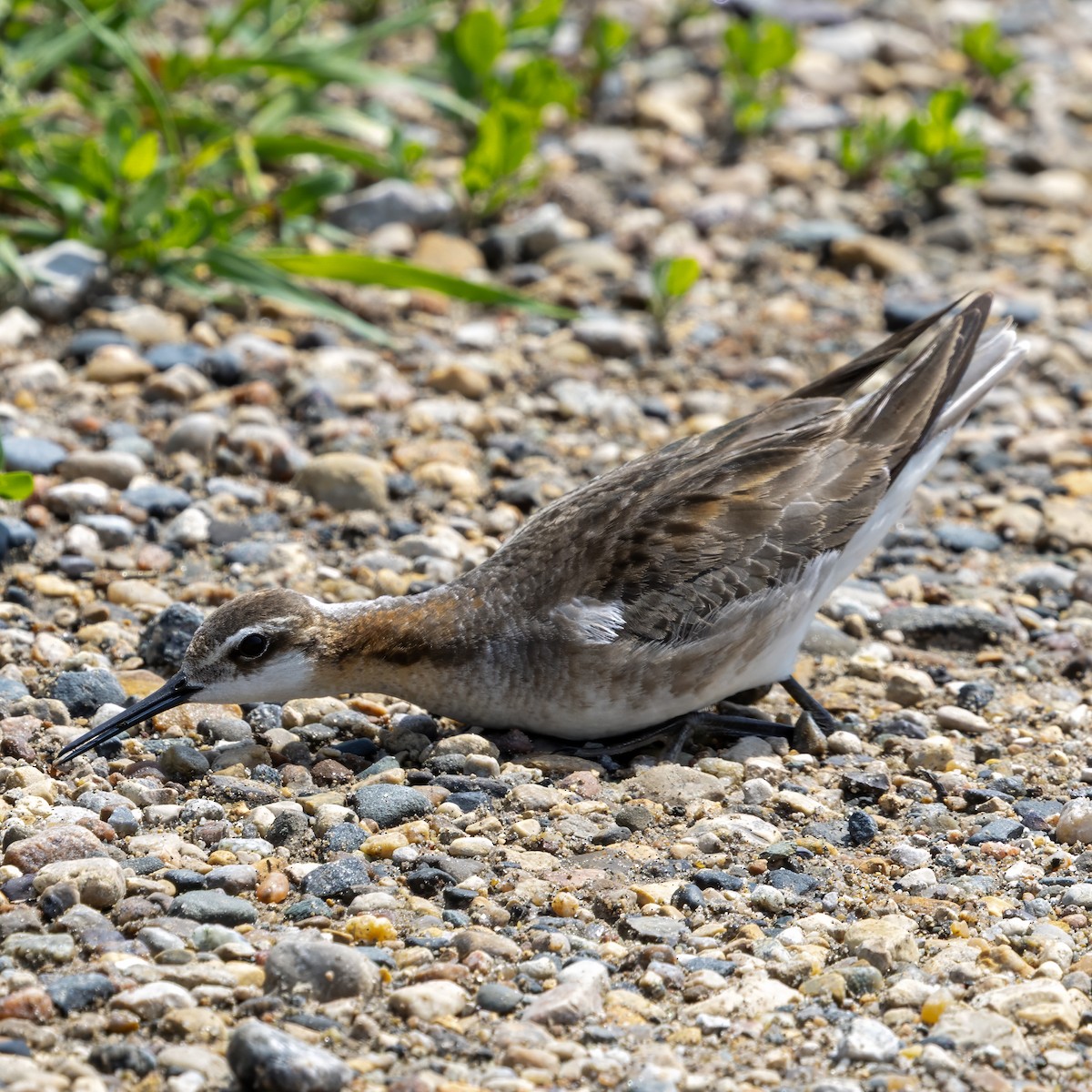 Wilson's Phalarope - ML637865700