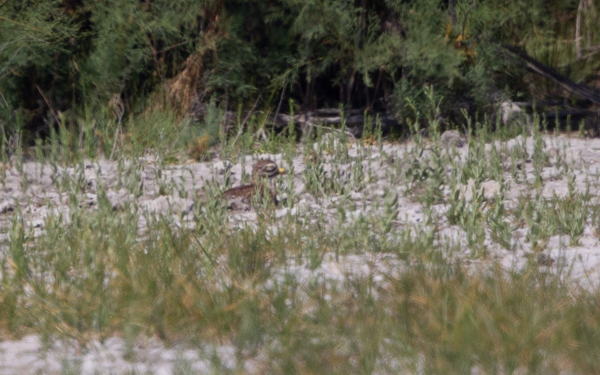 Eurasian Thick-knee - ML637865715