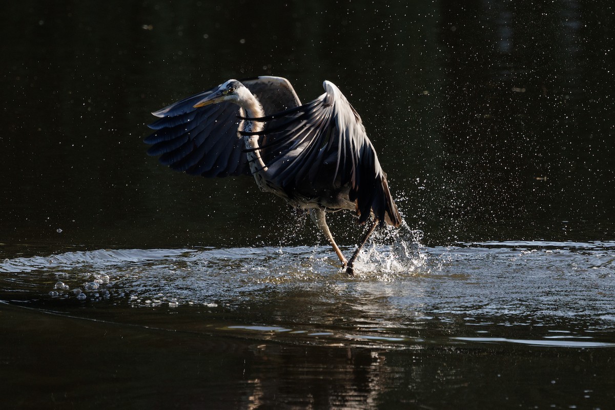 Héron cendré - ML637865716