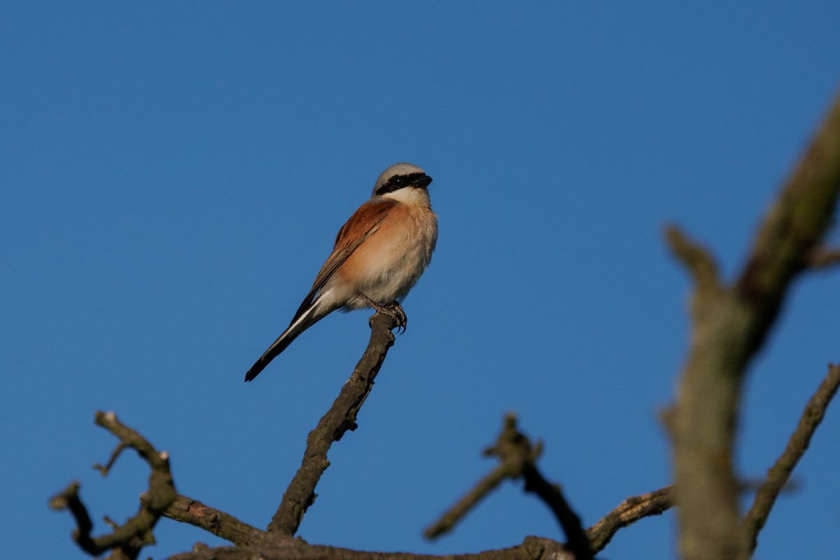 Pie-grièche écorcheur - ML637865724