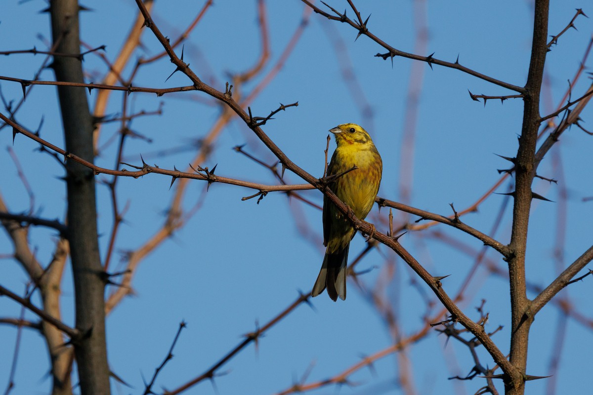 Bruant jaune - ML637865732