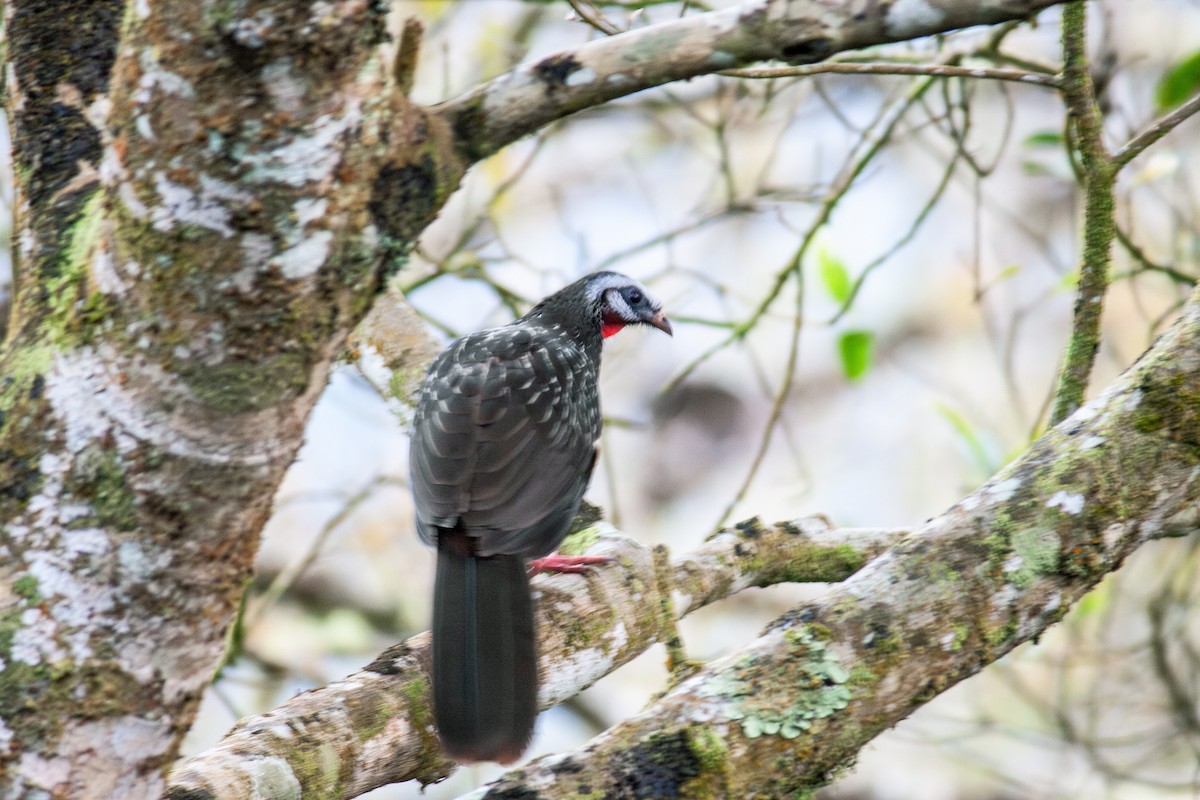 Andean Guan - ML637865740