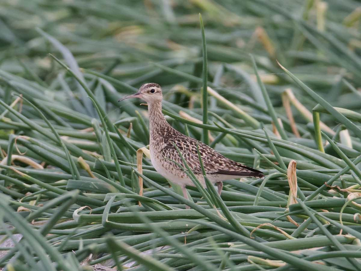 Little Curlew - ML637865756