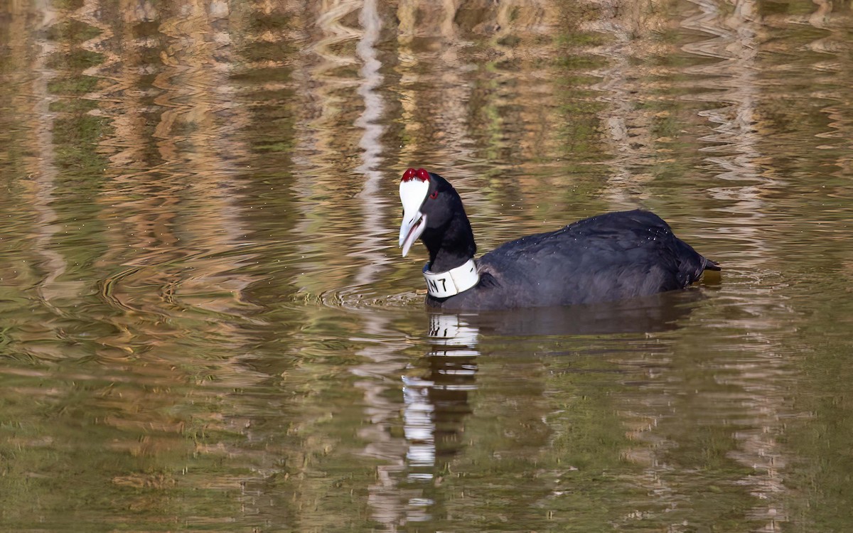 Red-knobbed Coot - ML637865760