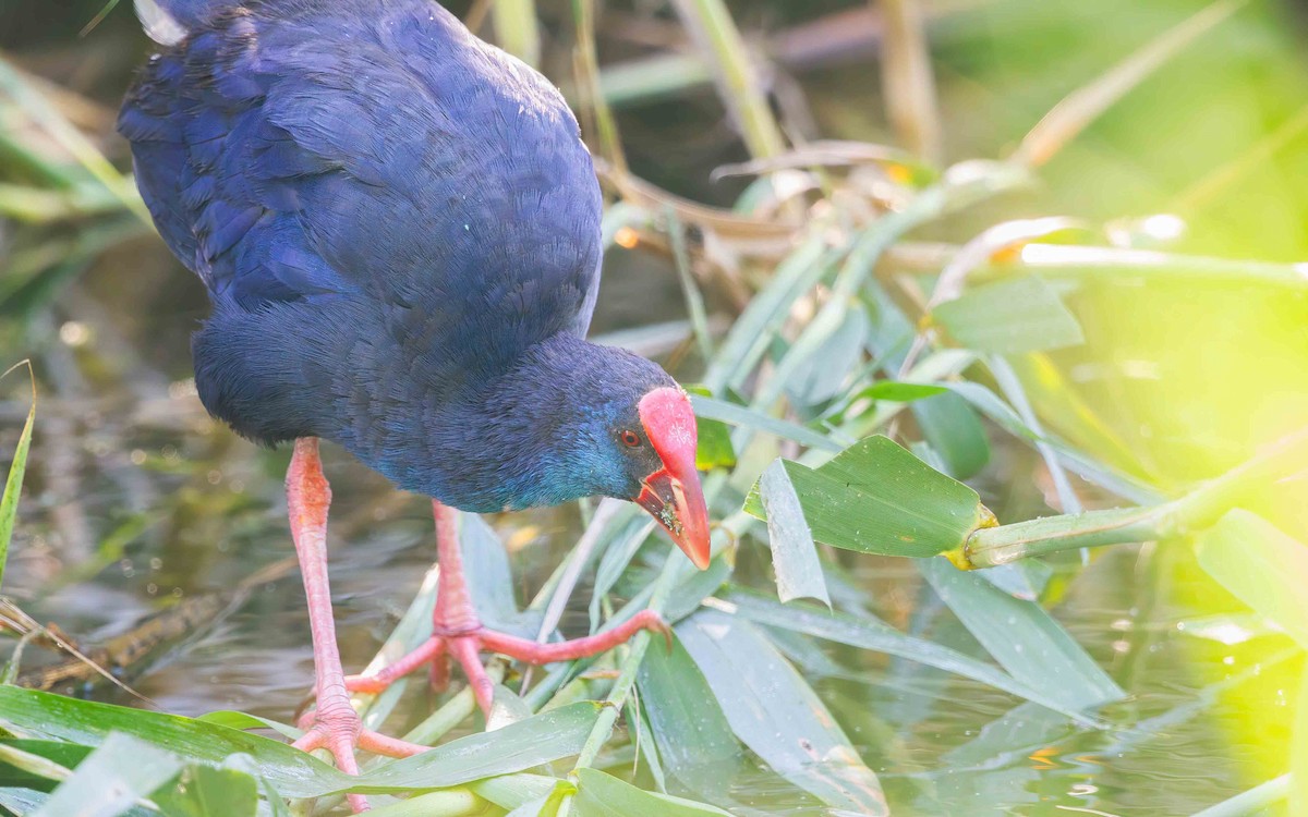 Western Swamphen - ML637865788