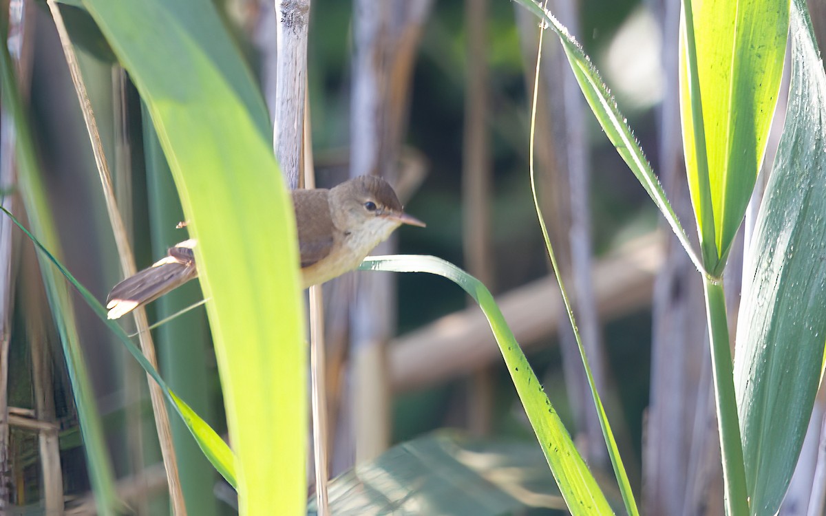 Common Reed Warbler - ML637865817