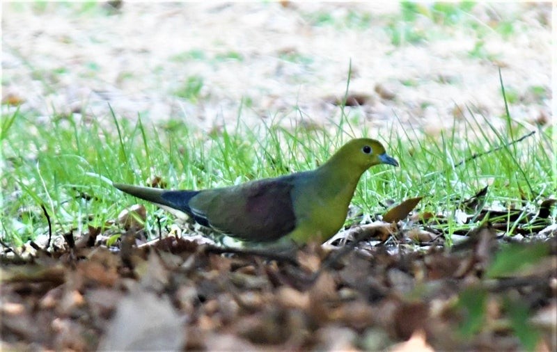 White-bellied Green-Pigeon - ML637865824