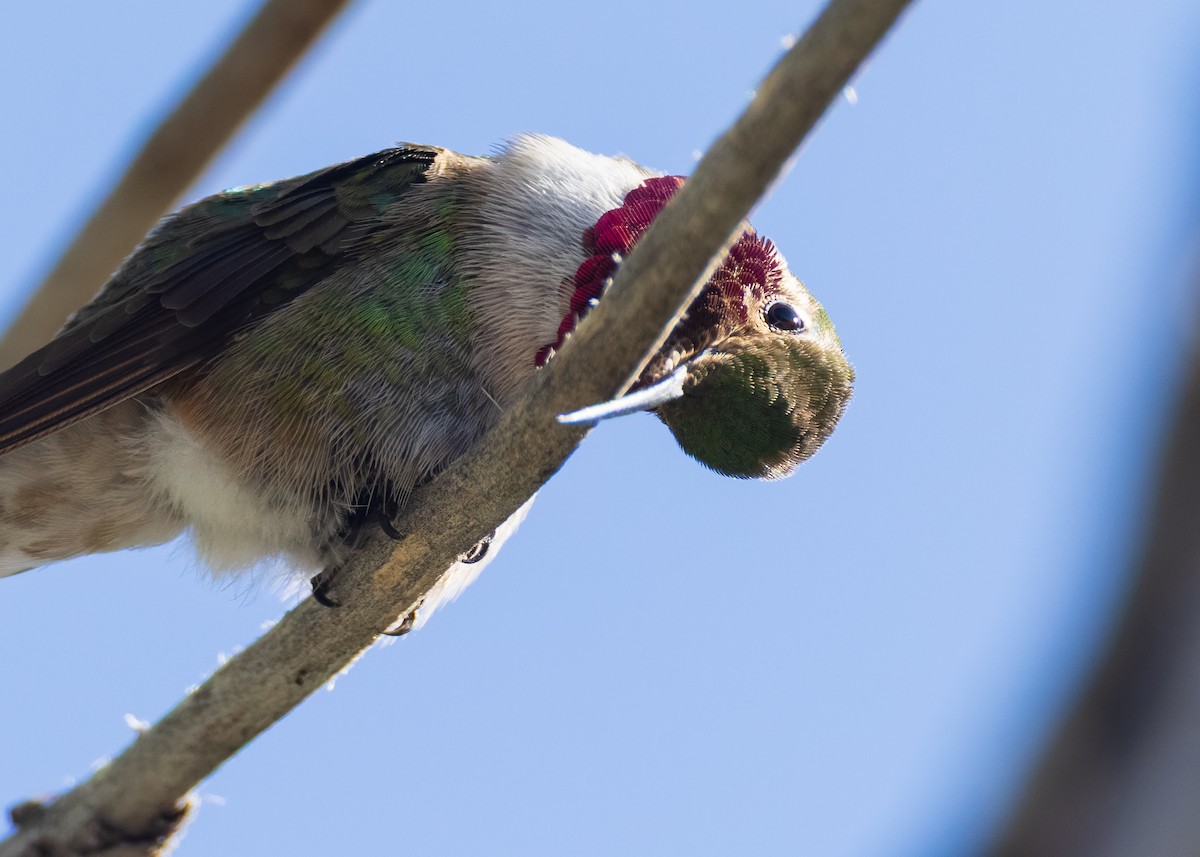Broad-tailed Hummingbird - ML637865827