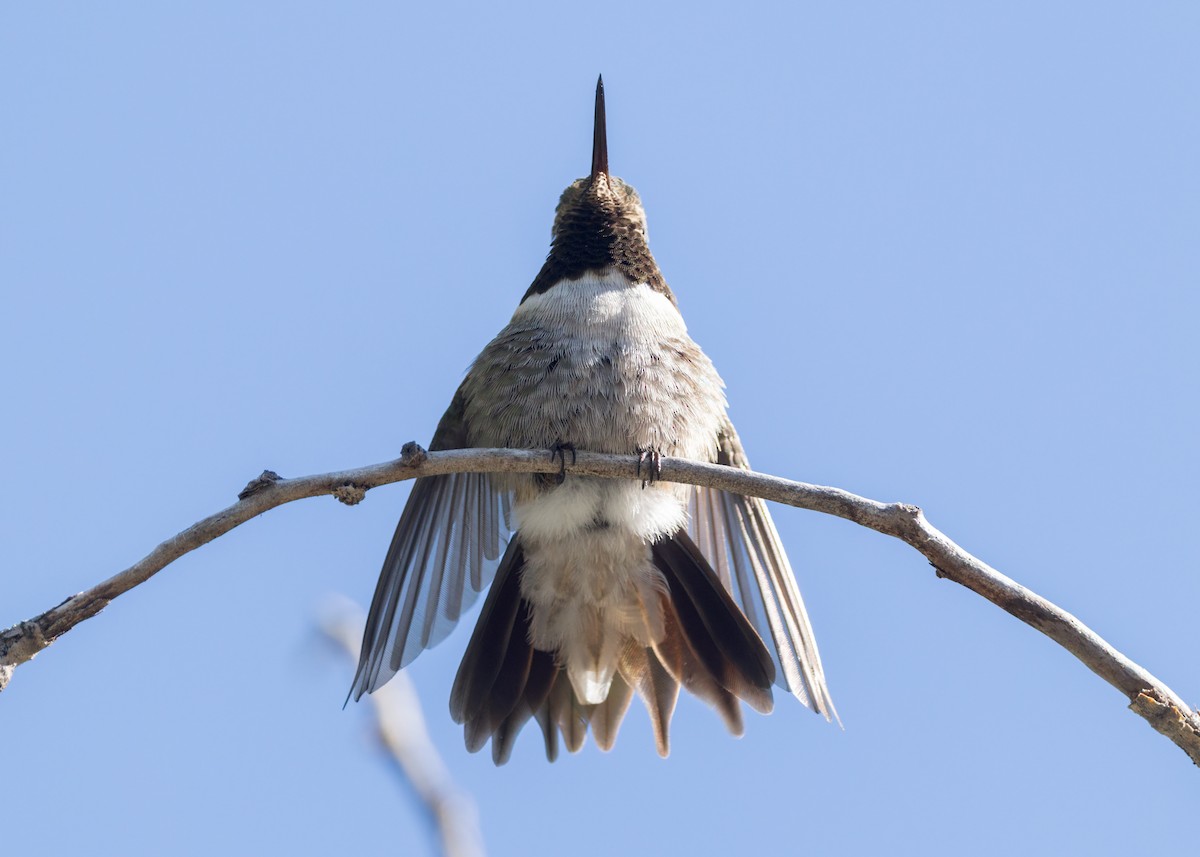 Broad-tailed Hummingbird - ML637865828