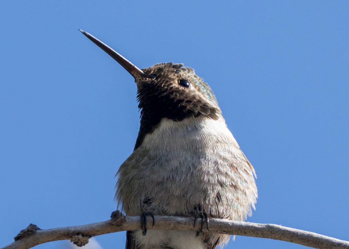 Broad-tailed Hummingbird - ML637865829