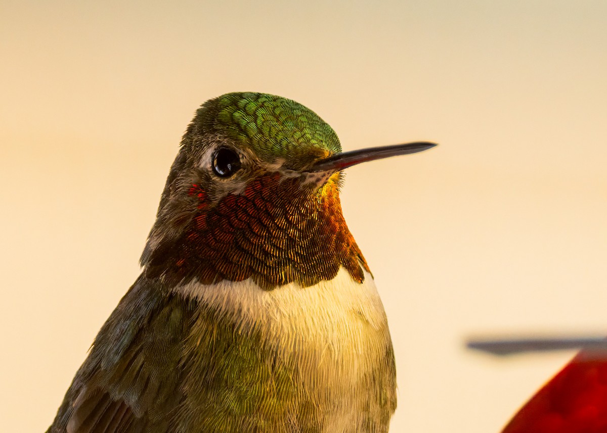 Broad-tailed Hummingbird - ML637865832